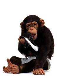 Puma Chimpanzee in TV ad