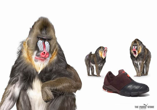 Puma Mandrill