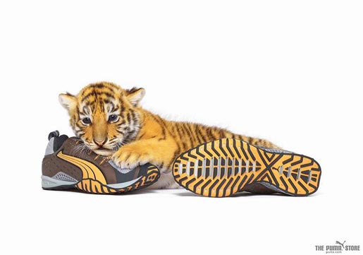 Puma Tiger