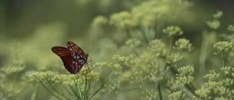 Butterfly in Johnnie Walker TV ad