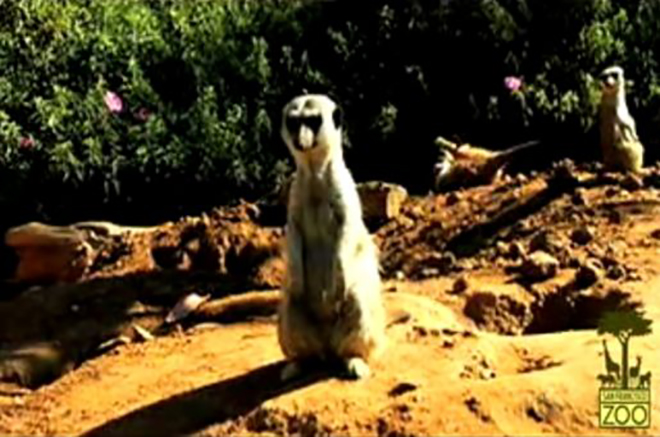 San Francisco Zoo meerkat