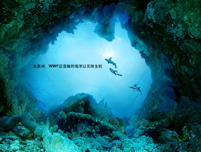 Sharks and reef in WWF China print ad