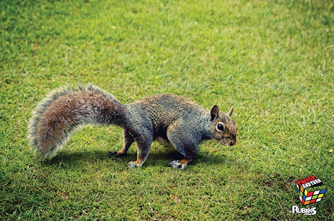 Twisted squirrel in Rubiks Cube print ad