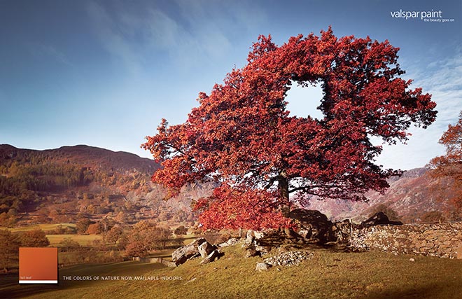 Red leaved tree in Valspar print ad