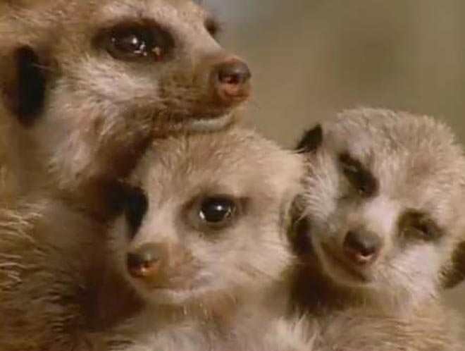 Meerkats in Telecom TV ad