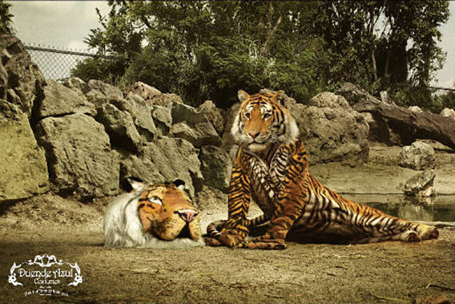 Tiger in tiger costume in Duende Azul print advertisement