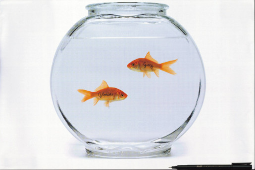 Pilot Goldfish named Gloria and Gary