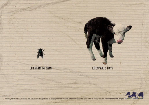 Bobby calf lifespan in Animal Liberation print ad